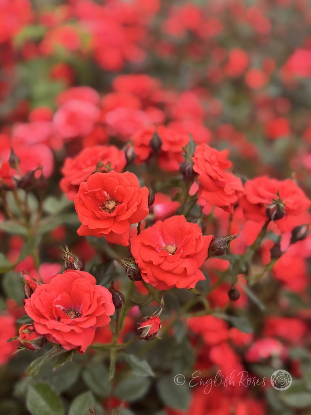 Special Wishes Red Patio Rose Main Image - abundance of red blooms and buds