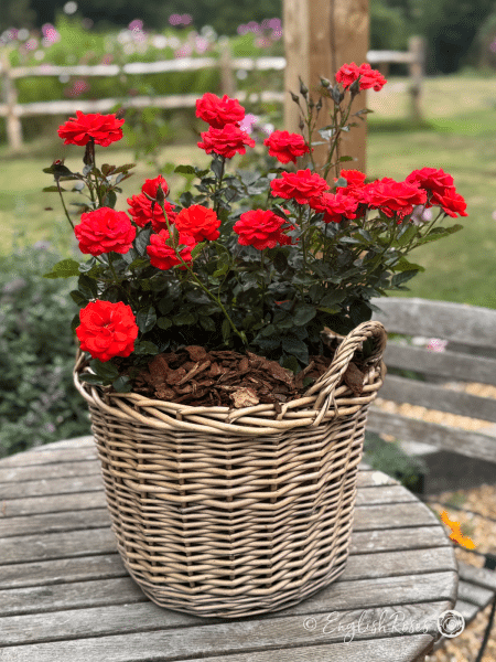 Special Wishes Red Patio Rose in Presentation Basket - red patio blooms in a willow basket