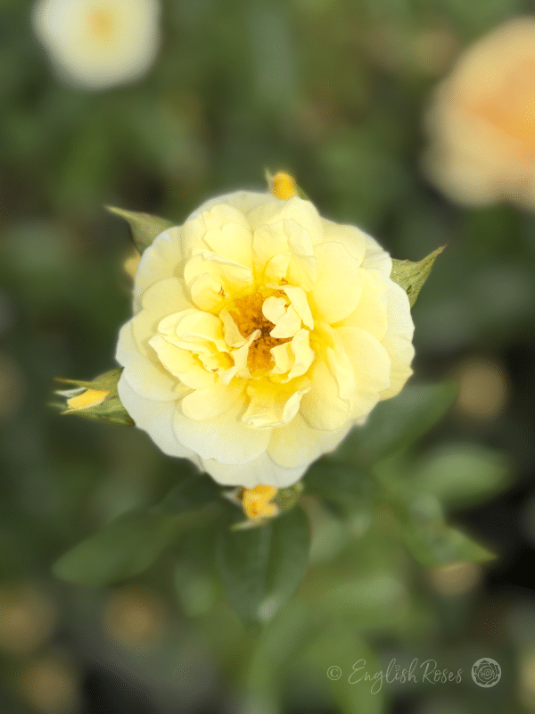 Summertime Rose Close Up Bloom - yellow bloom with buds