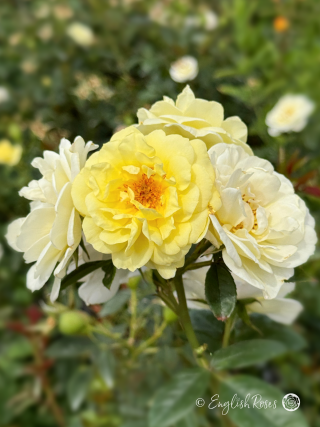 Summertime Rose