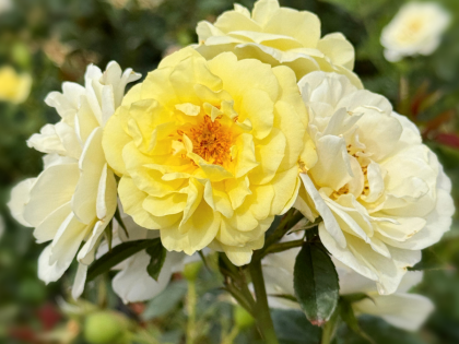 Summertime Rose Image
