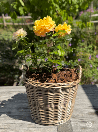 Sunny Sky Rose Gift Planted Basket - A sunny garden with a yellow hybrid tea rose planted in a basket