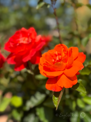 Christchurch Rose