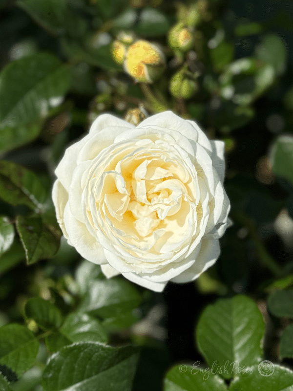Sweet Child Of Mine Rose - Cream White Close up Bloom