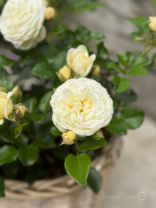 Sweet Child Of Mine Close Up Cream Bloom in Basket - Close up Cream white blooms in a willow basket