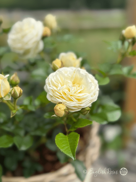 Sweet Child Of Mine Rose Close Up Willow Basket Bloom - Close up floribunda bloom
