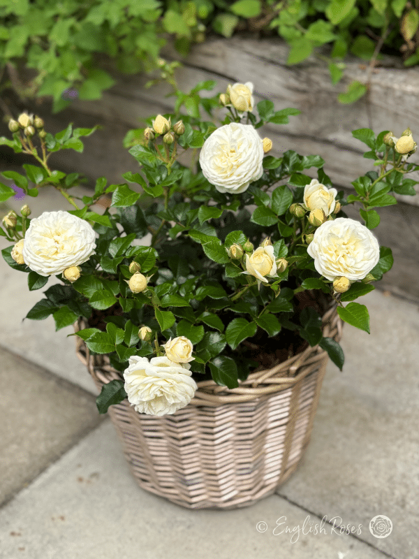 Sweet Child Of Mine Rose Cream Roses in Patio Basket - Multiple cream white buds and blooms with healthy green foliage