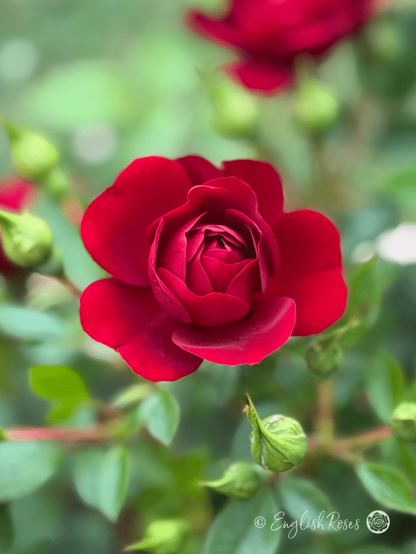 Sweet Wishes Rose Close Up Bloom - Close up of a single red patio bloom