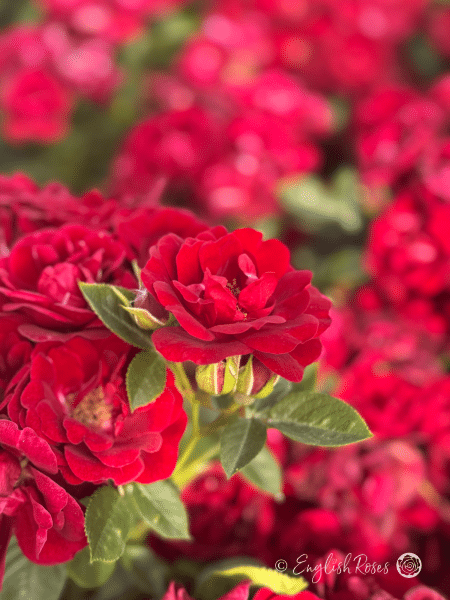 Sweet Wishes Rose Deep Red Bloom - English Roses red patio roses