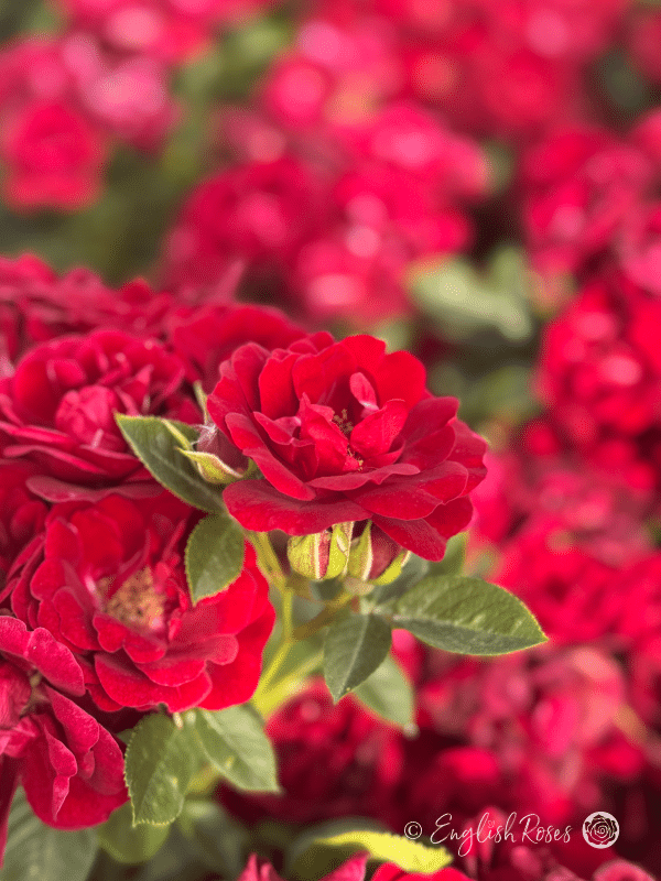 Sweet Wishes Rose Deep Red Bloom - English Roses red patio roses