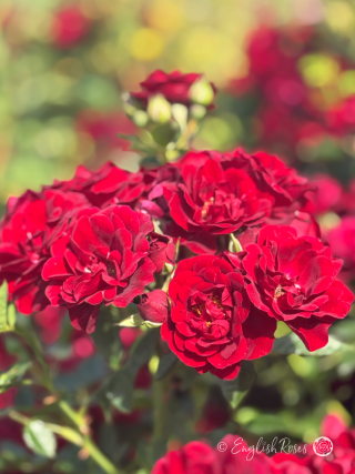 Sweet Wishes Rose Deep Red Patio Blooms Main Image - A cluster of red patio roses