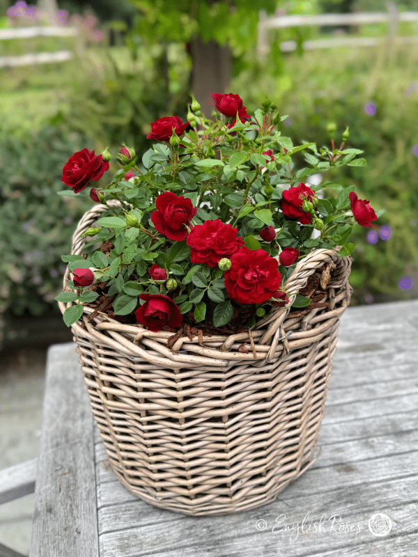 Sweet Wishes Rose Deep Red Patio Rose in Willow Basket Main Image - Red patio roses planted in a large willow basket in a garden.