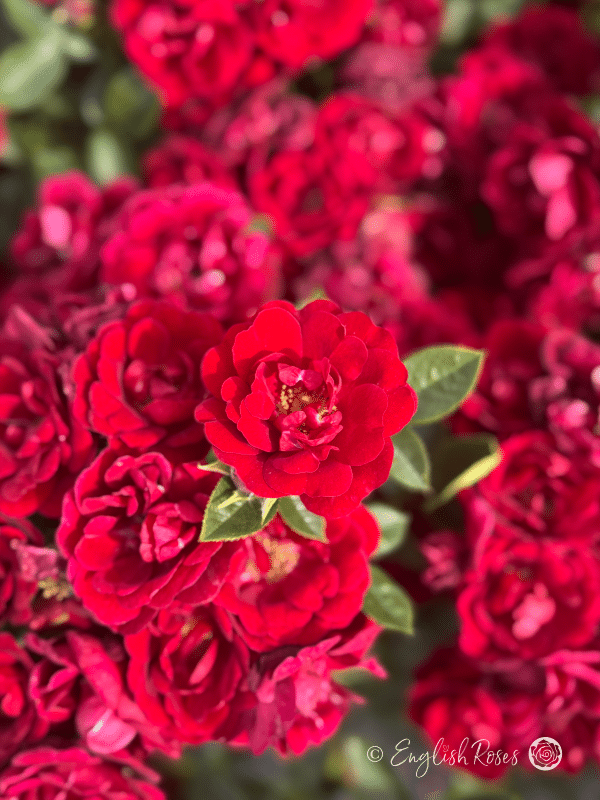 Sweet Wishes Rose Red Patio Rose Bush - An abundance of red patio roses