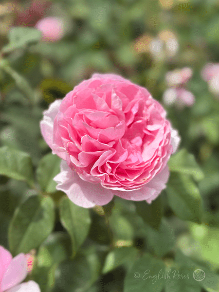 The Enchantress Rose Pink Bloom Main Image - Pink Hybrid tea rose with green foliage