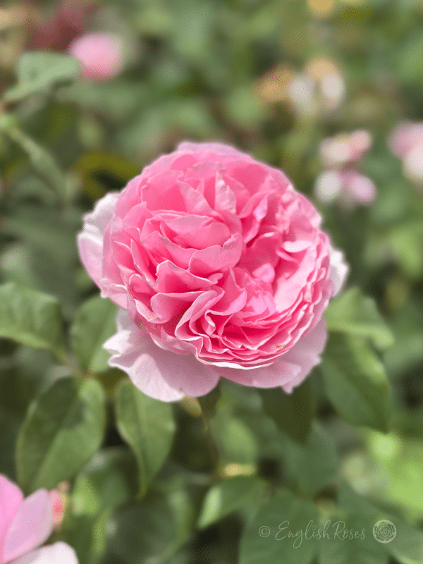 The Enchantress Rose Pink Bloom Main Image - Pink Hybrid tea rose with green foliage