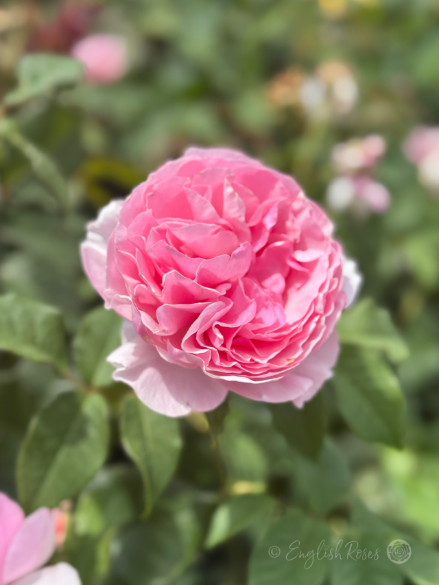 The Enchantress Rose - Sustainable Gift Ideas - English Roses