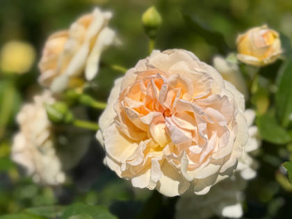 Timeless Cream Rose Timeless Cream Rose Image