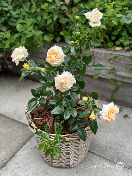 Timeless Cream Rose Willow Basket Gift - Cream hybrid tea rose in patio basket