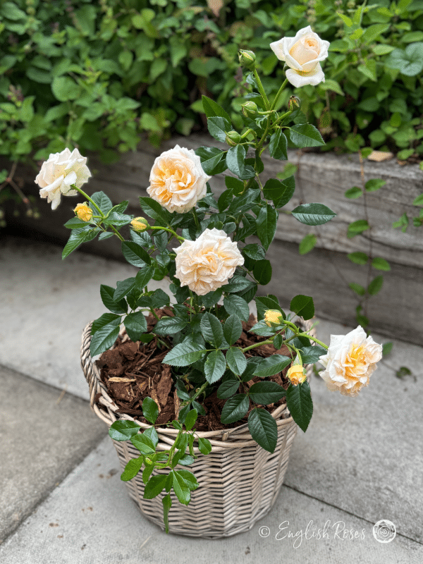 Timeless Cream Rose Willow Basket Gift - Cream hybrid tea rose in patio basket