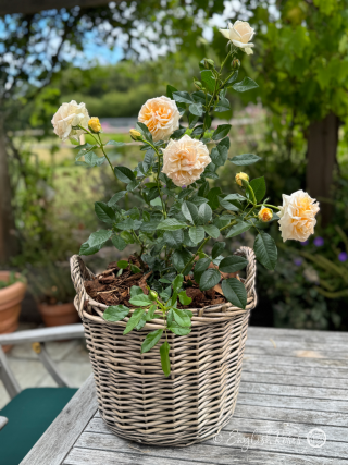 Scented Rose Gift In Memory Of Son - English Roses Planted Basket