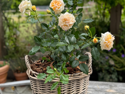 Scented Rose Gift In Memory Of Son - English Roses Planted Basket Scented Rose Gift In Memory Of Son - English Roses Planted Basket Image