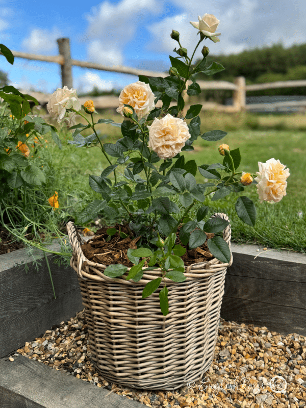 Timeless Cream Rose Willow Basket Presentation - Cream classic hybrid tea rose on a patio