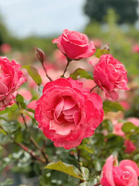 Truly Scrumptious Rose Multiple Blooms - pink apricot blend hybrid tea roses