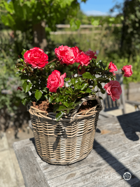 Truly Scrumptious Rose Pink Gift Planted Basket - Pink roses in a sunny patio garden space