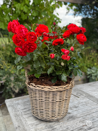 Happy 25th Silver Wedding Anniversary Gift - English Roses Planted Basket