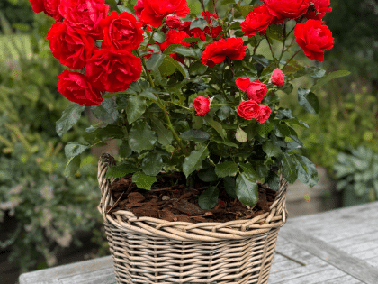 Happy 25th Silver Wedding Anniversary Gift - English Roses Planted Basket Image