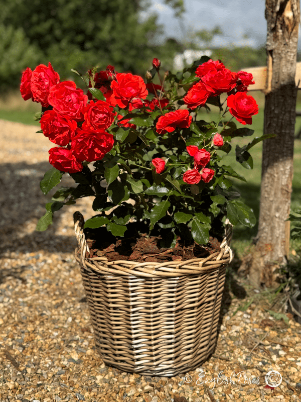 Trumpeter Rose Red Blooms in Basket - An abundance of red roses planted in a patio basket