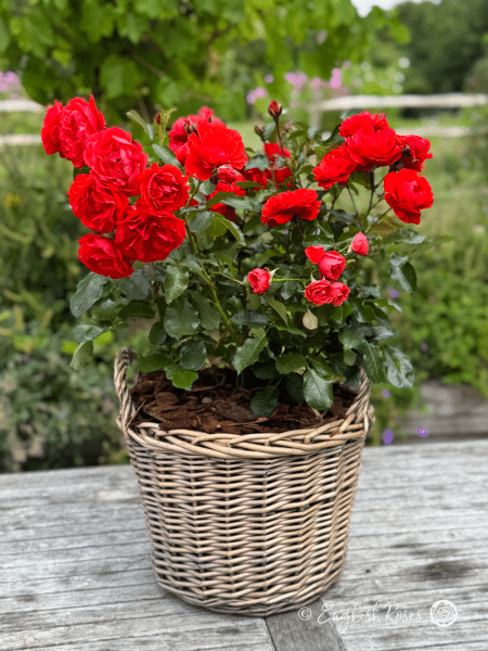 Trumpeter Rose Red Blooms in Willow Basket - An abundance of red floribunda roses planted in a patio basket
