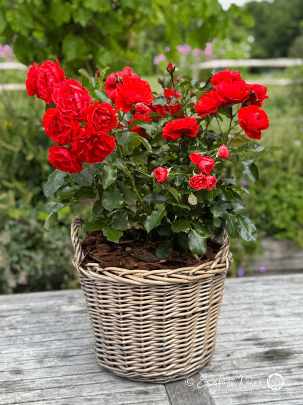 Trumpeter Rose Red Blooms in Willow Basket - An abundance of red floribunda roses planted in a patio basket