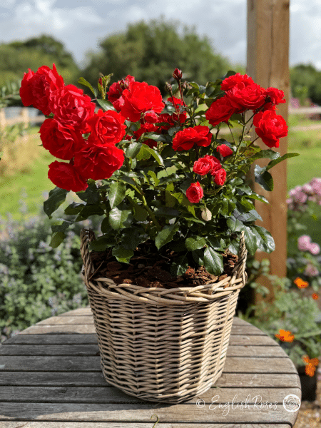 Trumpeter Rose in Presentation Basket - an abundance of red roses planted in a patio basket