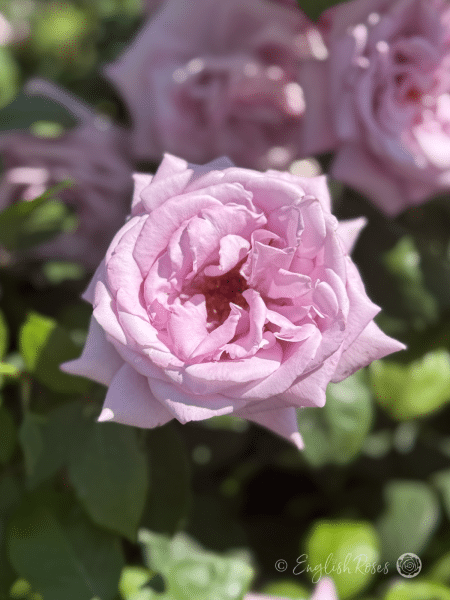 Twice in a Blue Moon Rose Purple Rose - Lilac blooms with green foliage