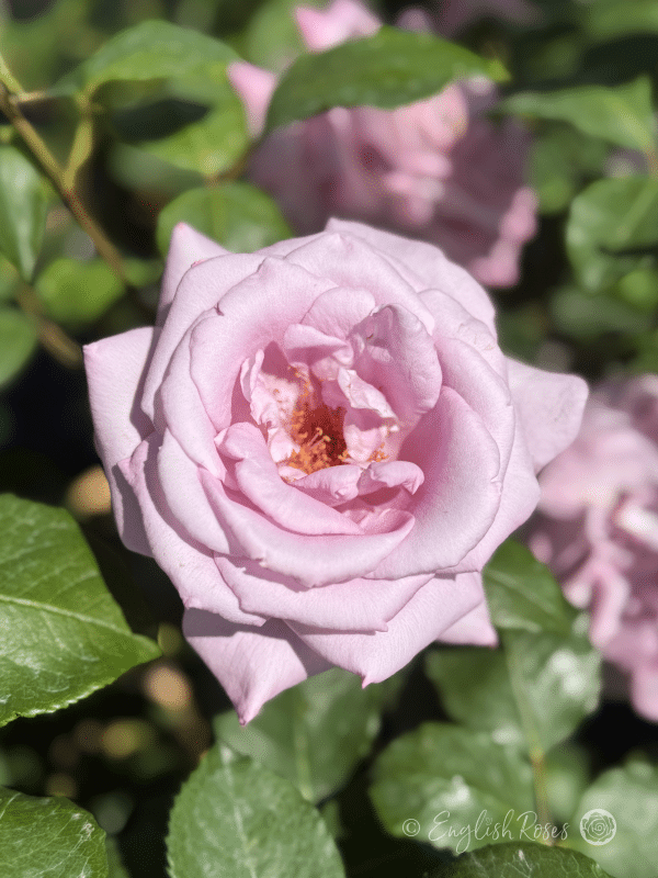 Twice in a Blue Moon Rose Single Bloom -Large lilac hybrid tea bloom with green foliage