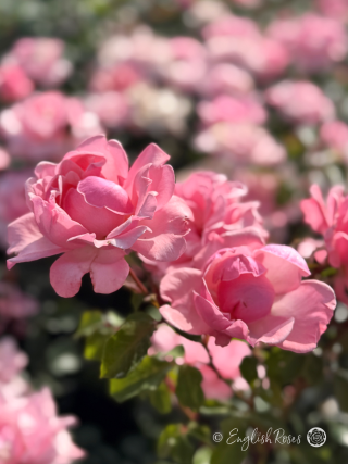 Valentine Heart Rose - Ruby 40th Anniversary Gifts