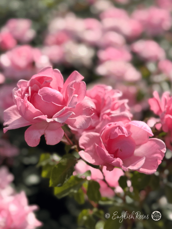 Valentine Heart Rose Multiple Blooms - pink blooms in sunny garden
