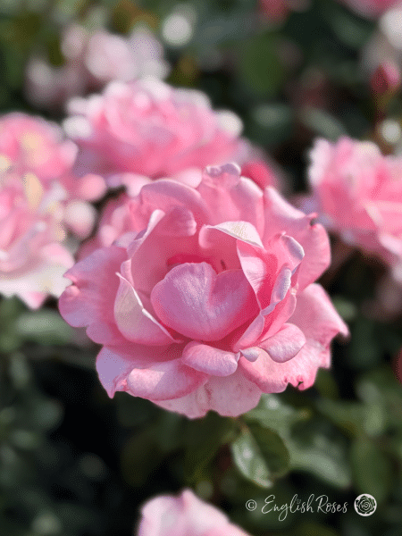 Valentine Heart Rose Pink Blooms - pink frilled blooms with green foliage