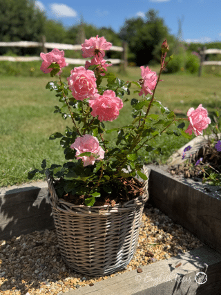 Marvellous Wife Present - English Roses Planted Basket
