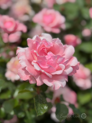 Valentine Heart Rose Pink Close Up main Image - pink frilled floribunda rose in a sunny garden with green foliage