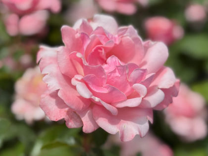 A Rose For Andrew - English Roses Gift Image