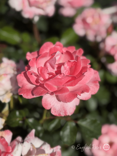 Valentine Heart Rose Pink Rose Flowers - pink floribunda rose