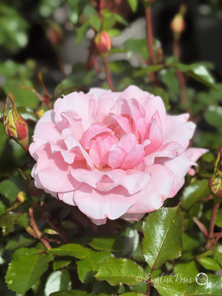 Valentine Heart Rose Single Bloom With Buds - English Roses light pink floribunda blooms