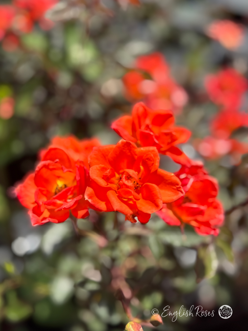 Warm Welcome Rose Multiple Blooms - Small orange blooms with dark green foliage