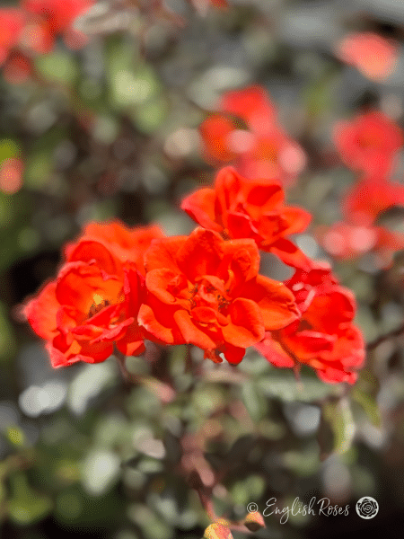 Warm Welcome Rose Multiple Blooms - Small orange blooms with dark green foliage
