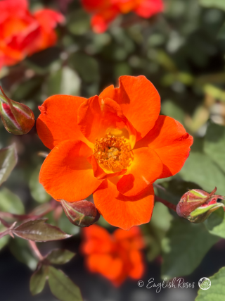 Warm Welcome Rose