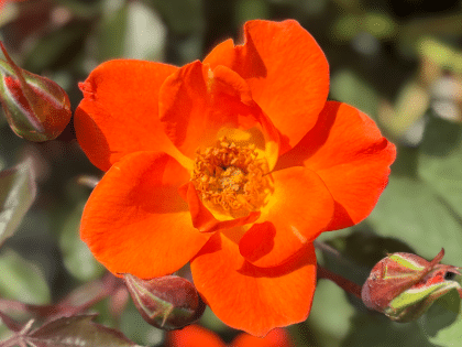 Warm Welcome Rose Image