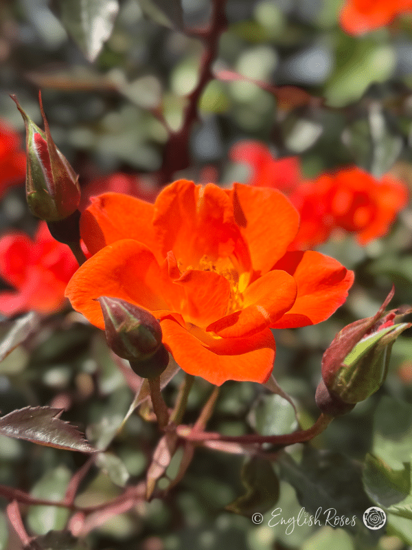 Warm Welcome Rose Single Bloom With Buds - Orange open bloom with buds