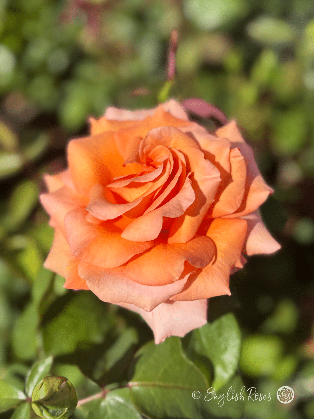 Celebrate Roses Sunset Celebration Rose - Gift Ideas For Any Occasion - English Roses